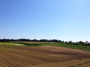 fields-and-sky